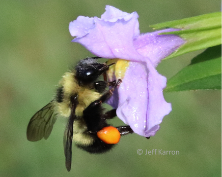 A photograph of a bumblebee (Bombus vagans) with an orange pollen basket and stationary wings perched on a Mimulus ringens flower on a blurred green background. White pollen dusts the bees face.