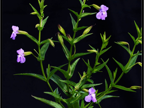 A photograph of a Mimulus ringens plant with four purple flowers and many green leaves and branches on a black background.