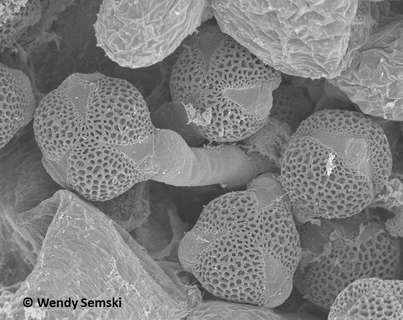 A black-and-white scanning electron micrograph of about 5 Mimulus ringens pollen grains situated on a stigma surface amongst papillae. The central pollen grain has grown a pollen tube.