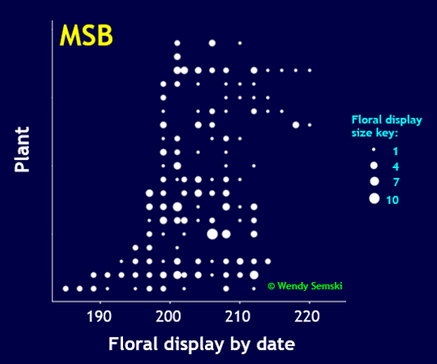 A graph depicting the flowering schedules for 20 plants from population MSB. Flowering day is on the x-axis, and the y-axis is organized by plant ID in ascending order by date of first flower. Rows of white circles represent a day on which a plant flowered, and the size of the circle represents the size of the floral display so that larger circles indicate larger displays. There is wide variation among plants in the date of onset, number of days in flower, size of floral displays, and duration of flowering.