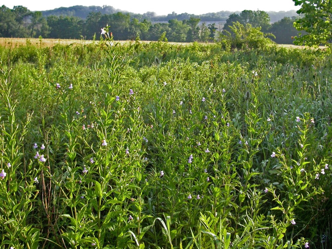 A photograph of a population of Mimulus ringens in NE Ohio. Multiple many-stemmed flowering plants are visible in the foreground, with green plants blurring into the mid-ground and a tree-line is visible in the distance.