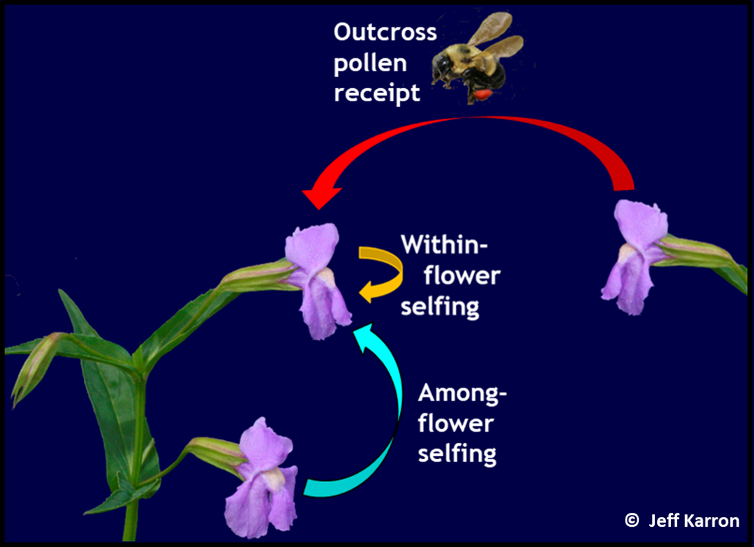 A figure with images of two flowering plants, a bee, and colored arrows on a navy-blue background depicts the types of pollen transfer: outcross pollen is received from flowers from separate individuals, while pollen transfer within and among flowers on the same individual results in selfing.